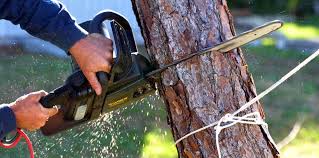 Best Tree and Shrub Care  in Neptune Beach, FL