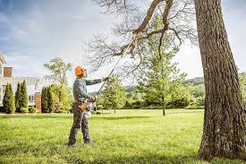 Best Palm Tree Trimming  in Neptune Beach, FL